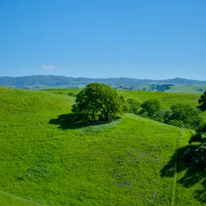 Solitary tree on green rolling hills