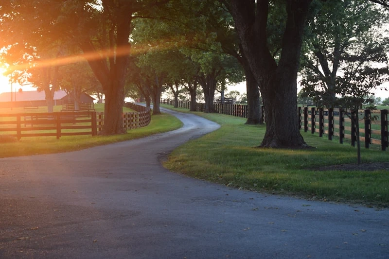 Winding tree-lined country road at sunset