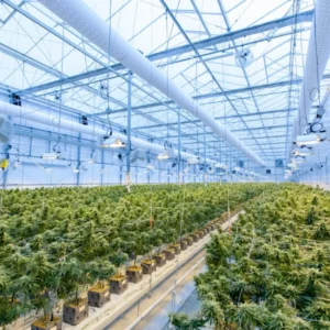 Commercial indoor cannabis greenhouse with rows