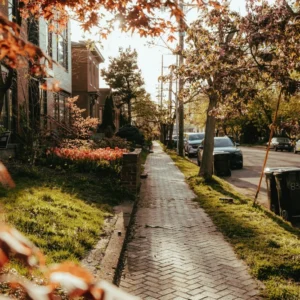 Sunlit brick sidewalk lined with trees
